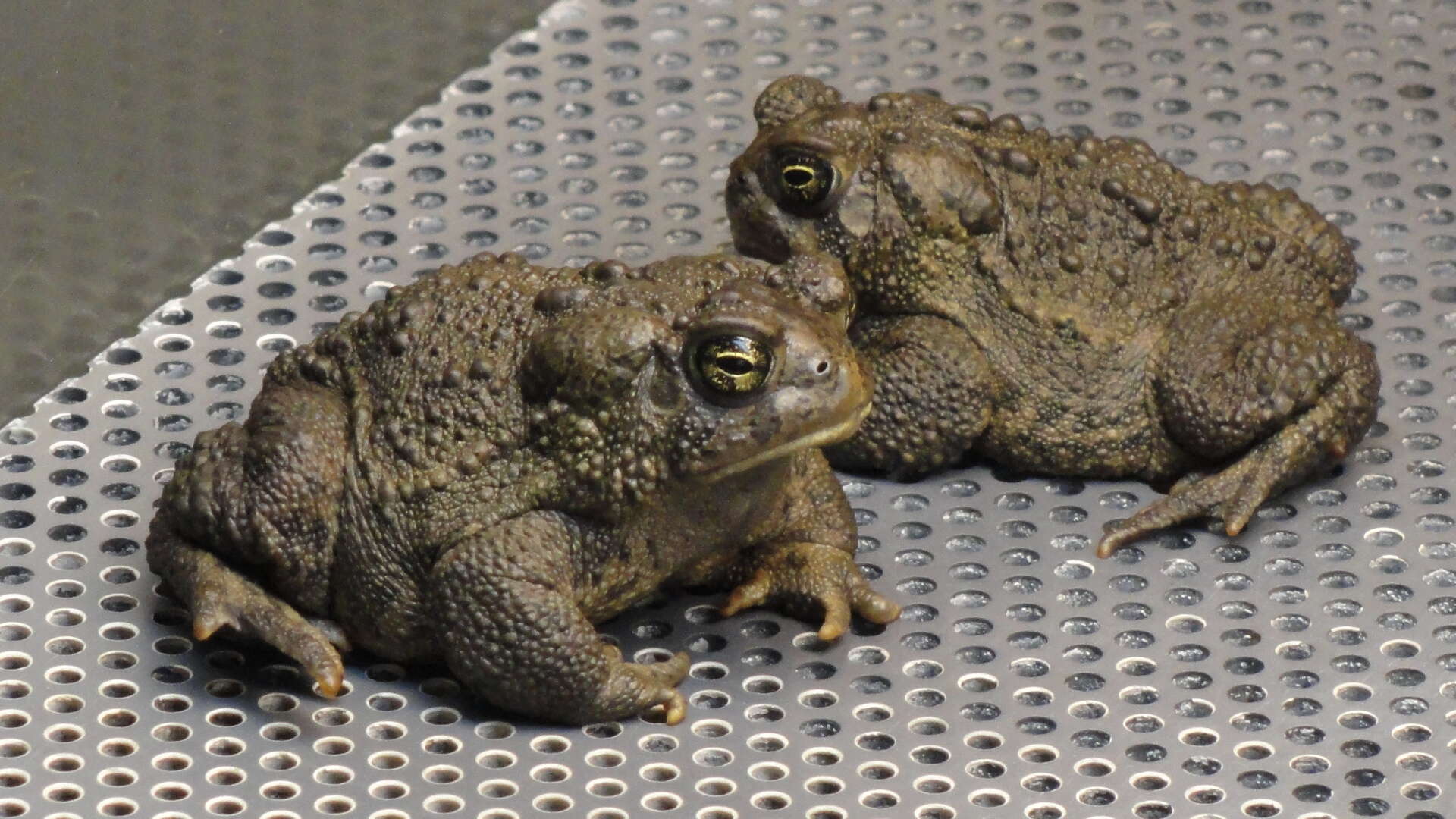 Image of Baxter's Toad