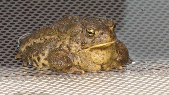 Image of Baxter's Toad