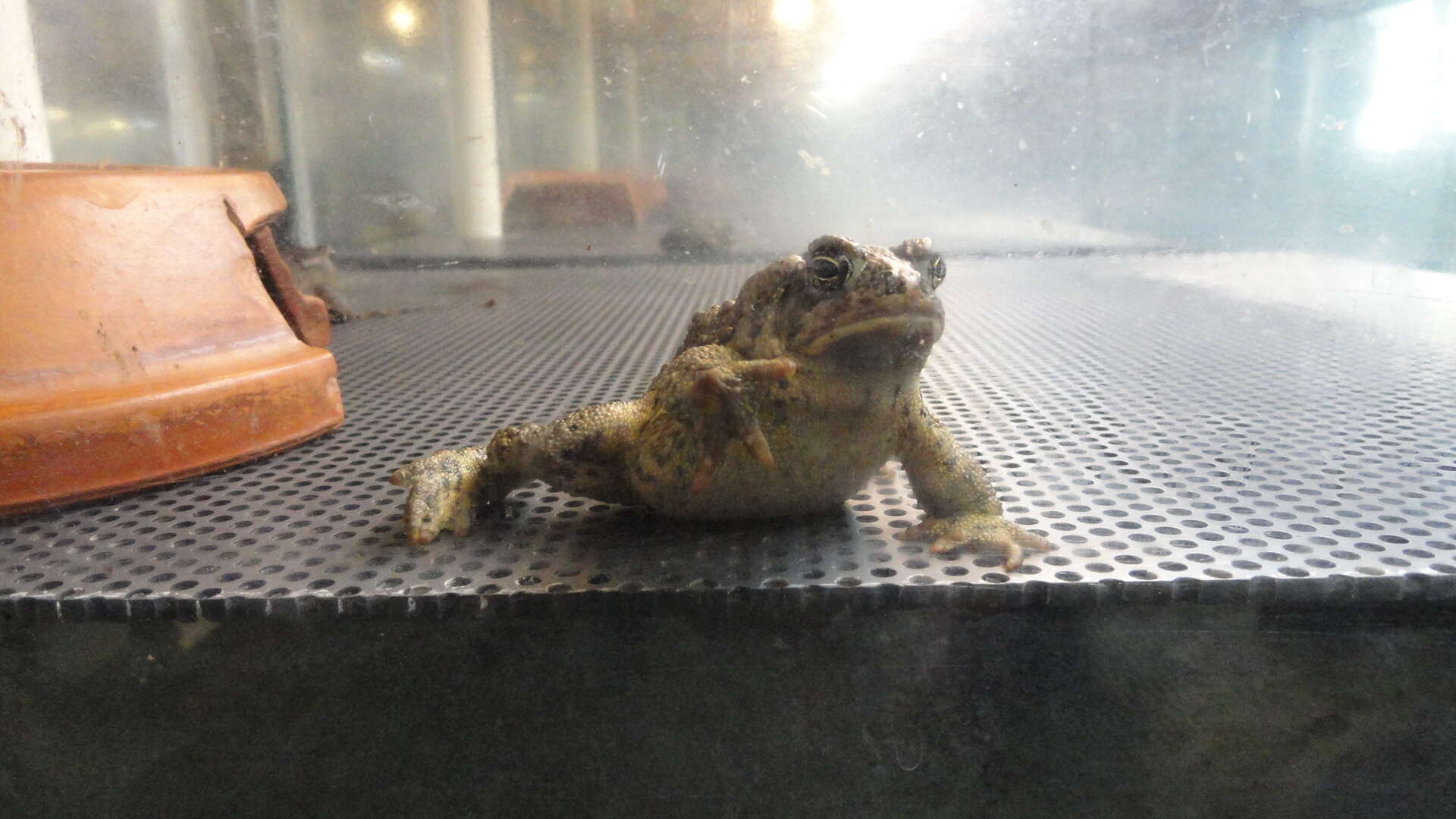 Image of Baxter's Toad