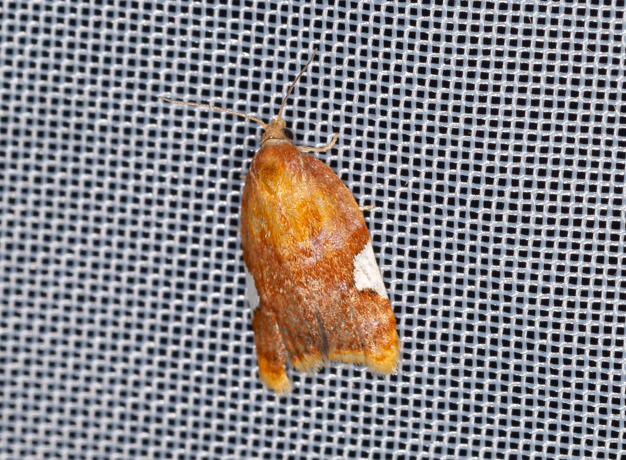 Image of flat white-spotted leaf roller