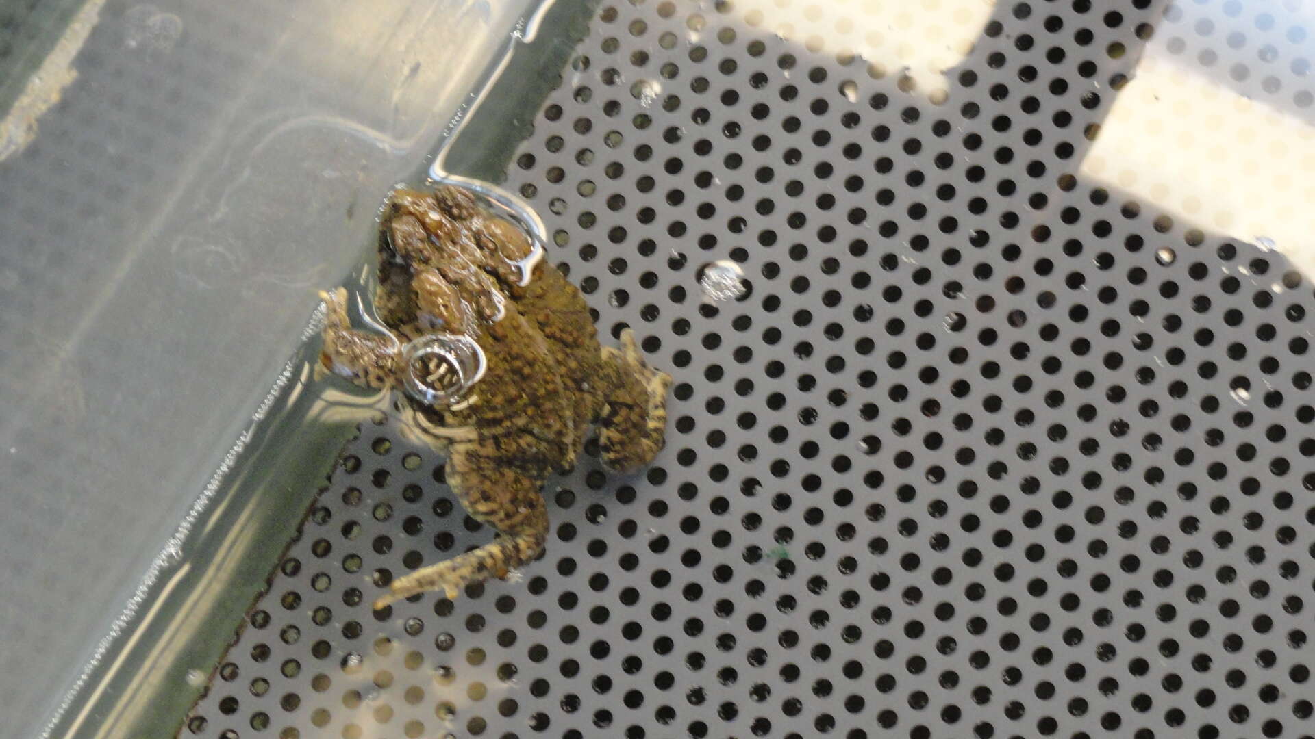 Image of Baxter's Toad