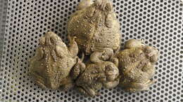 Image of Baxter's Toad