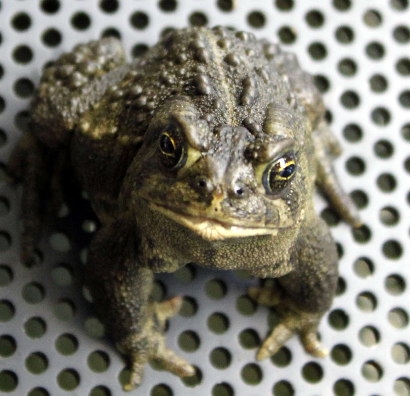 Image of Baxter's Toad