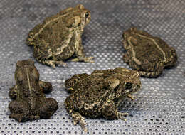 Image of Baxter's Toad