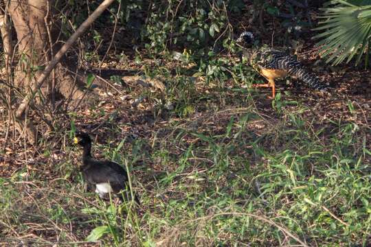 Image of Bare-faced Curassow