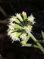 Image of Petasites albus (L.) Gaertn.