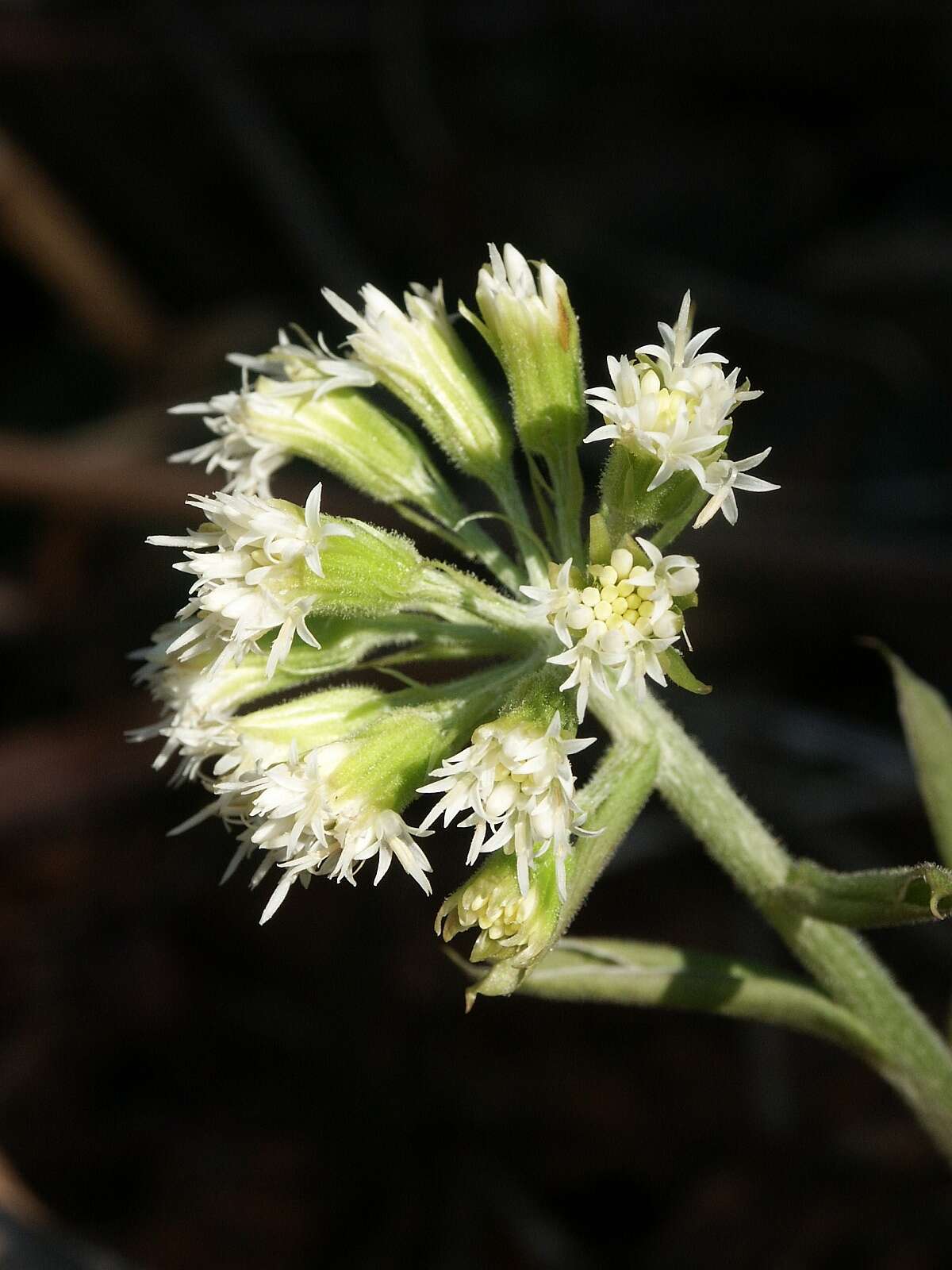 Image of Petasites albus (L.) Gaertn.