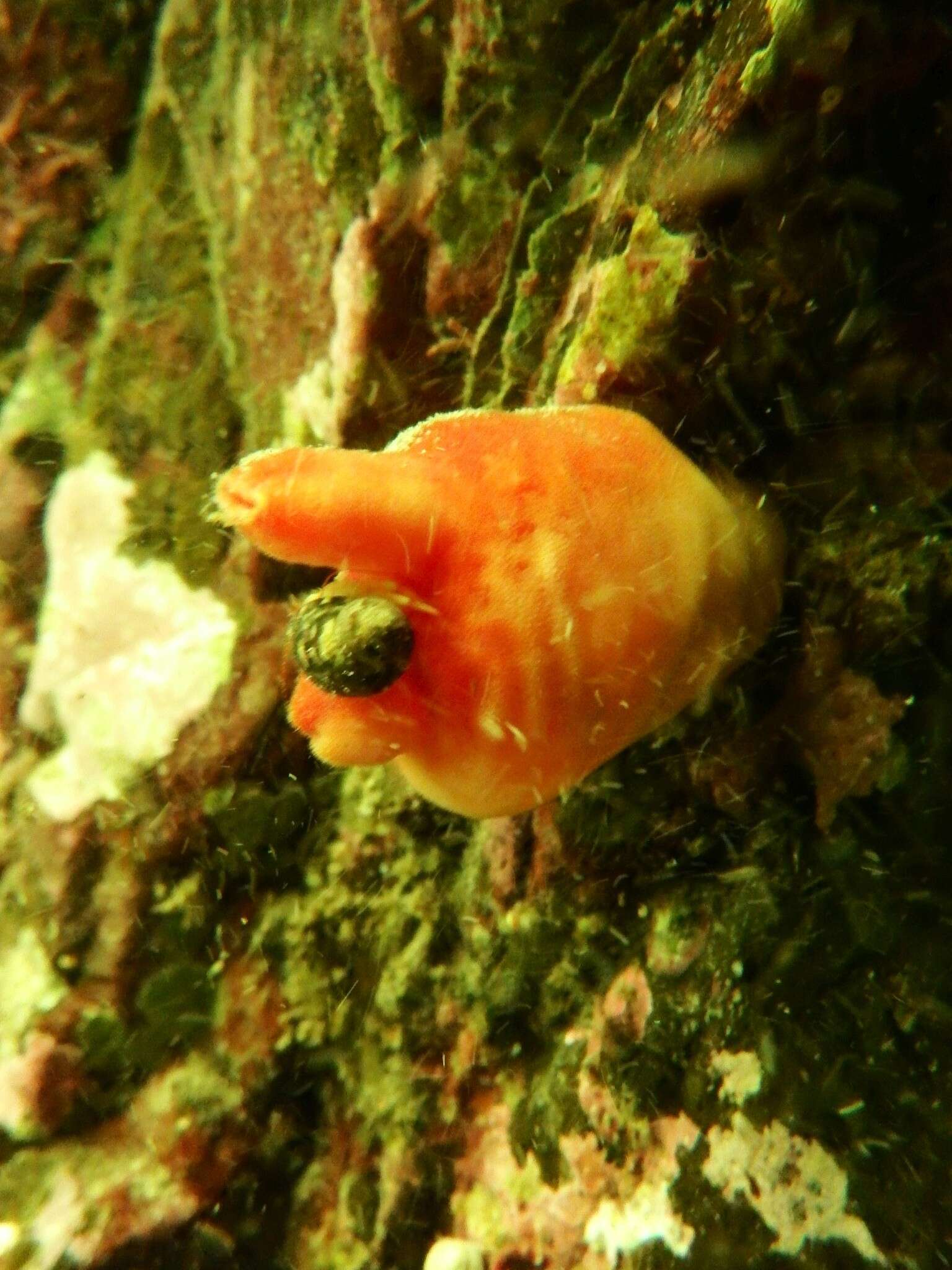 Image of Sea peach