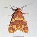 Imagem de Hyponerita persimilis Rothschild 1909