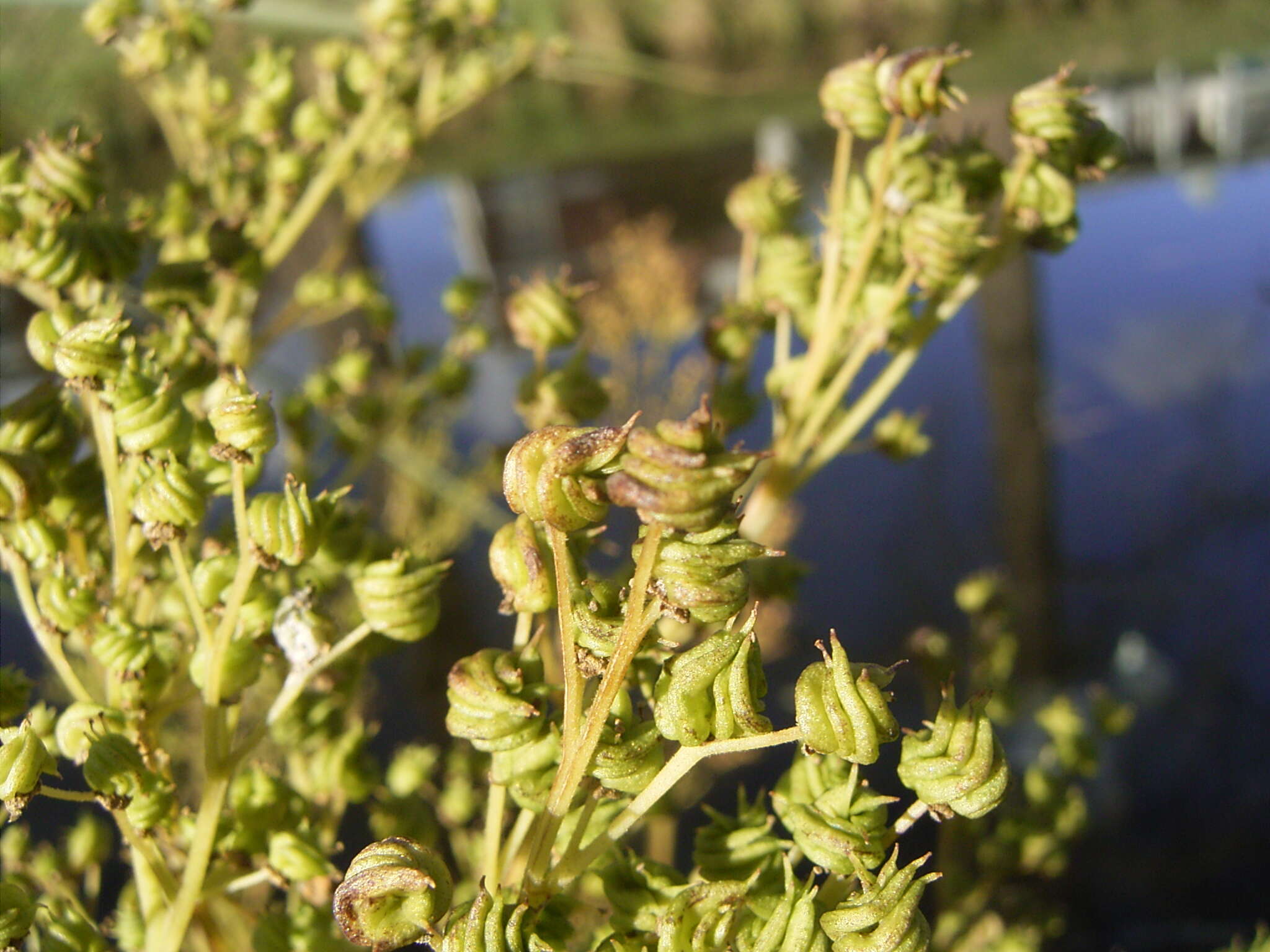 Image of Meadowsweet