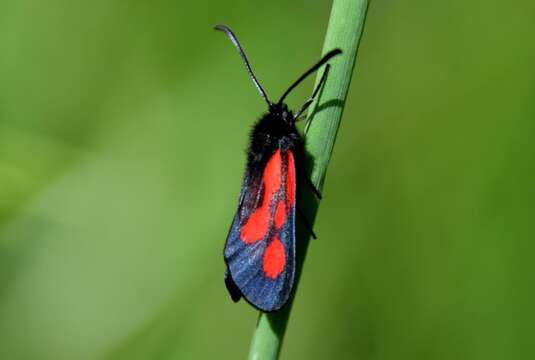 Plancia ëd <i>Zygaena romeo</i>