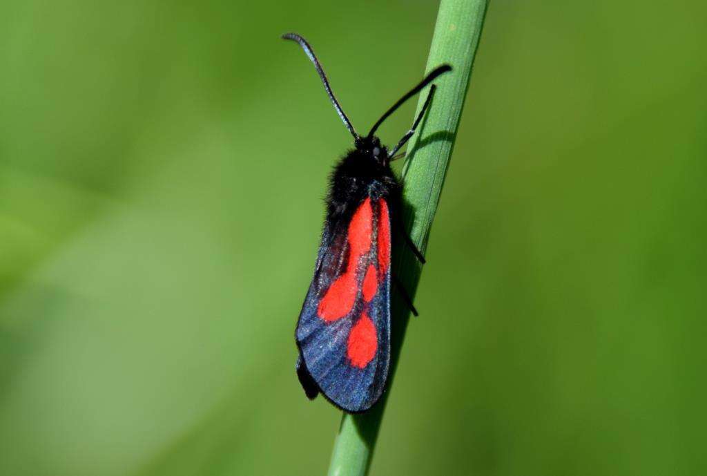 Plancia ëd <i>Zygaena romeo</i>