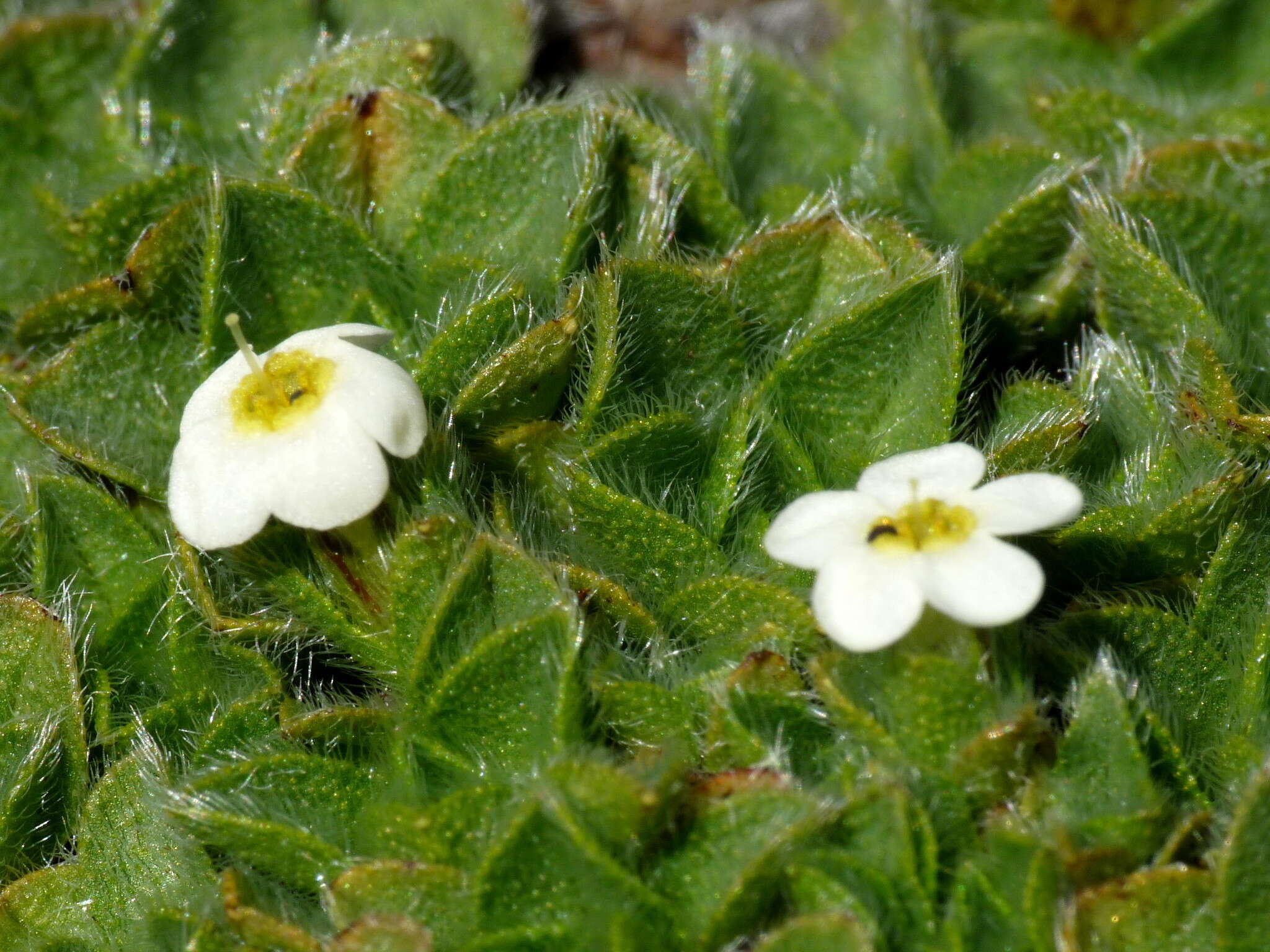 Image of Myosotis retrorsa Meudt, Prebble & Hindm.-Walls