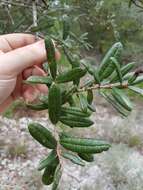 Imagem de Quercus geminata Small