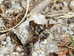 Image of Mottled bee-fly