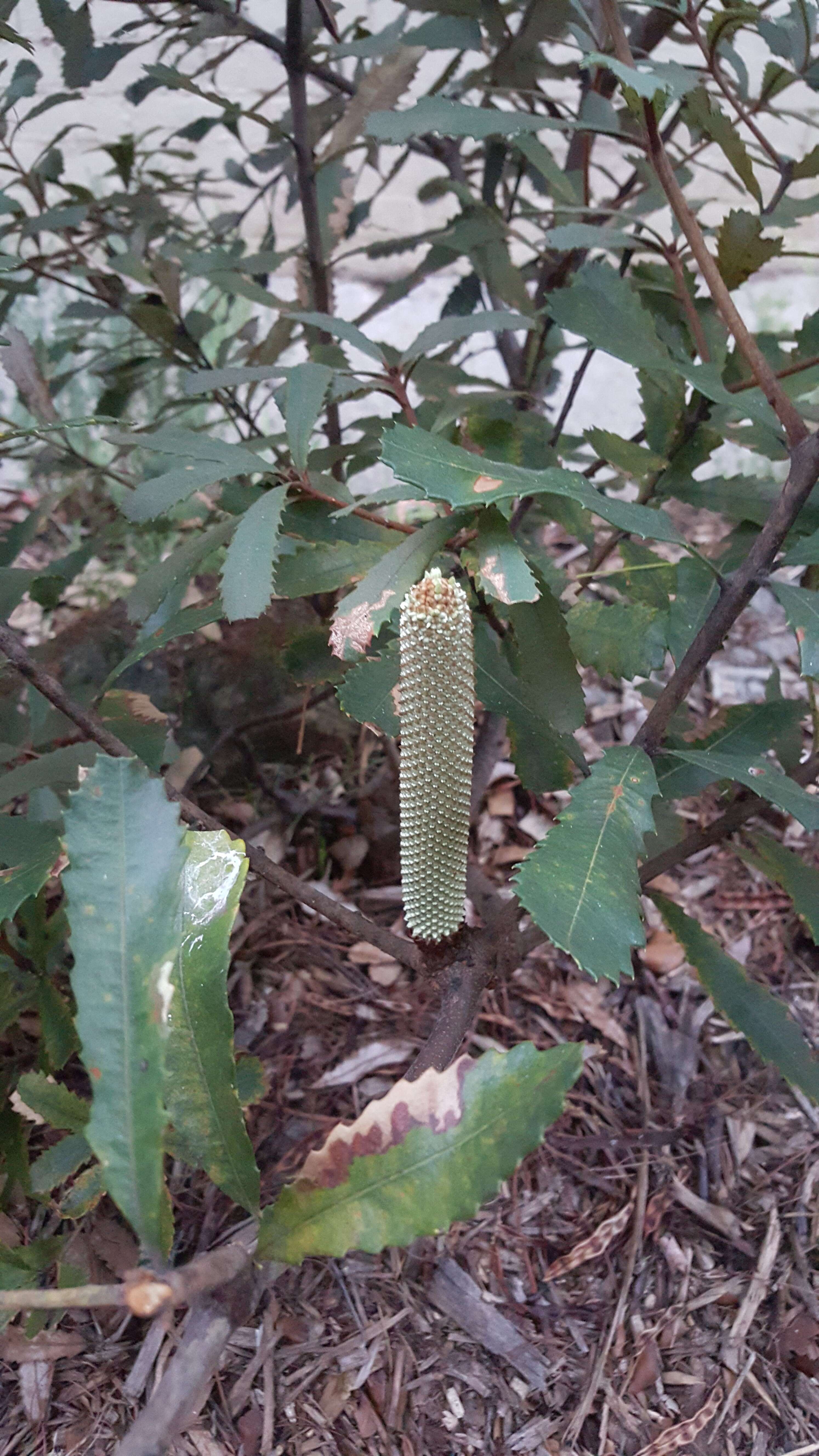 Image of Banksia oblongifolia Cav.