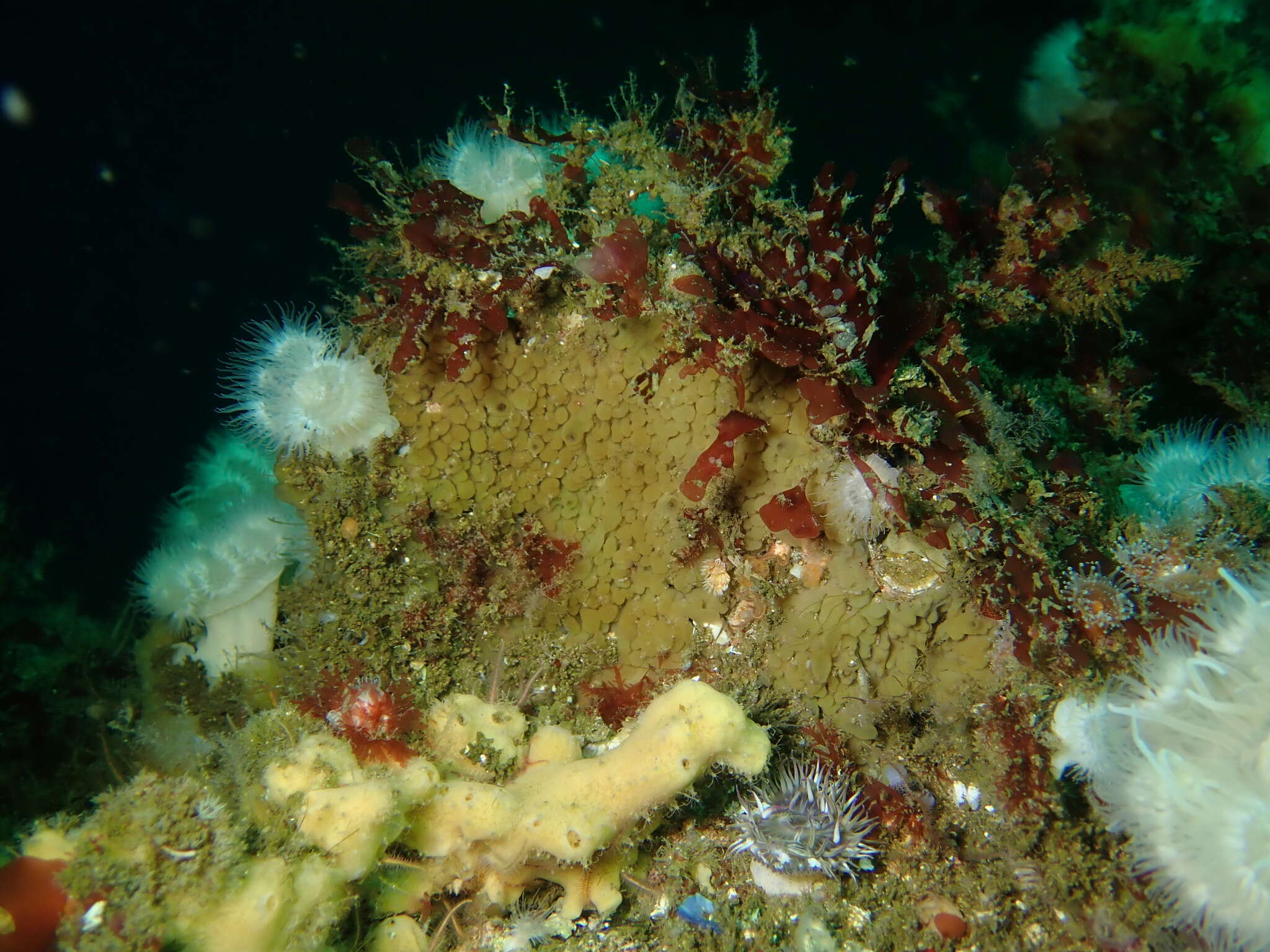 Image of slime membrane sponge