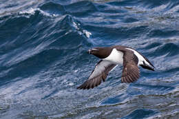 Image of Lesser auk