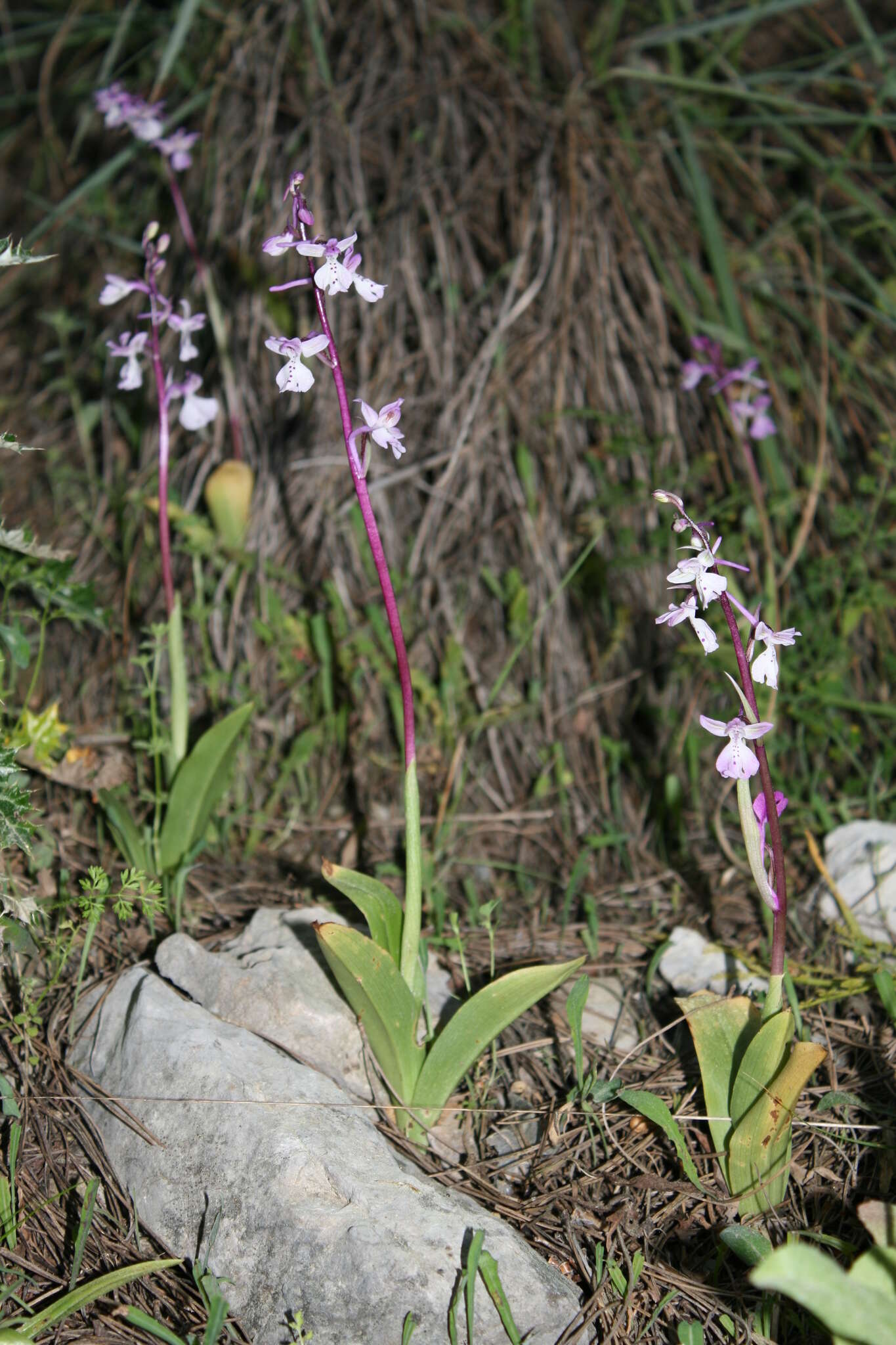 Sivun Orchis anatolica Boiss. kuva