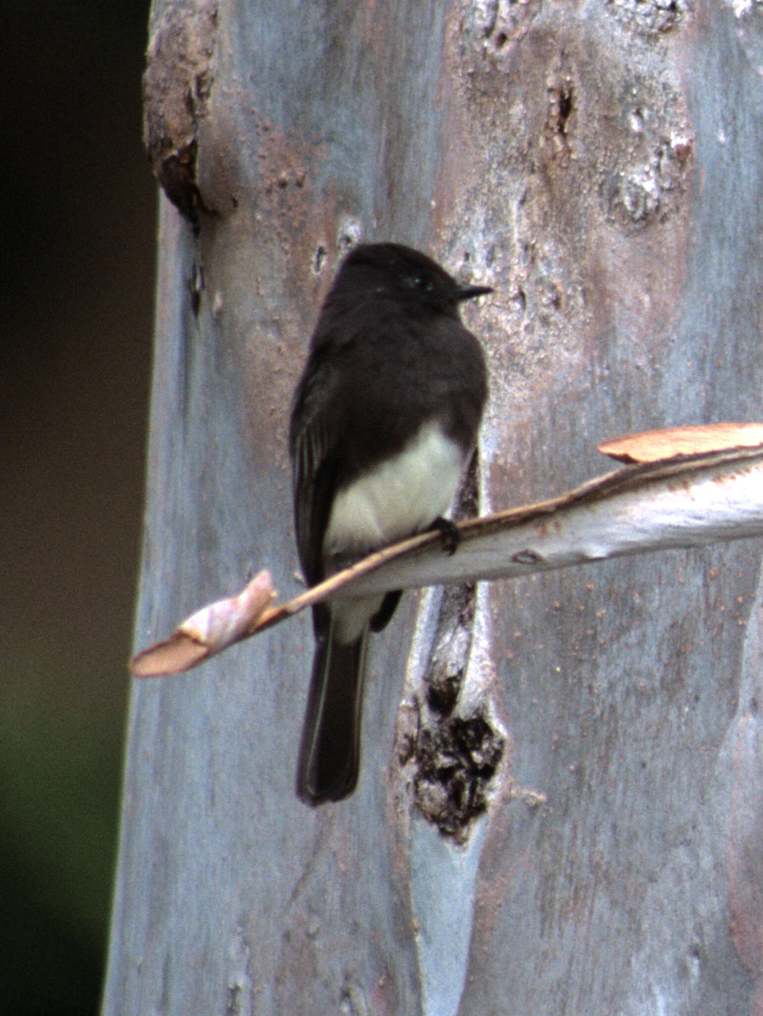 Image of Black Phoebe