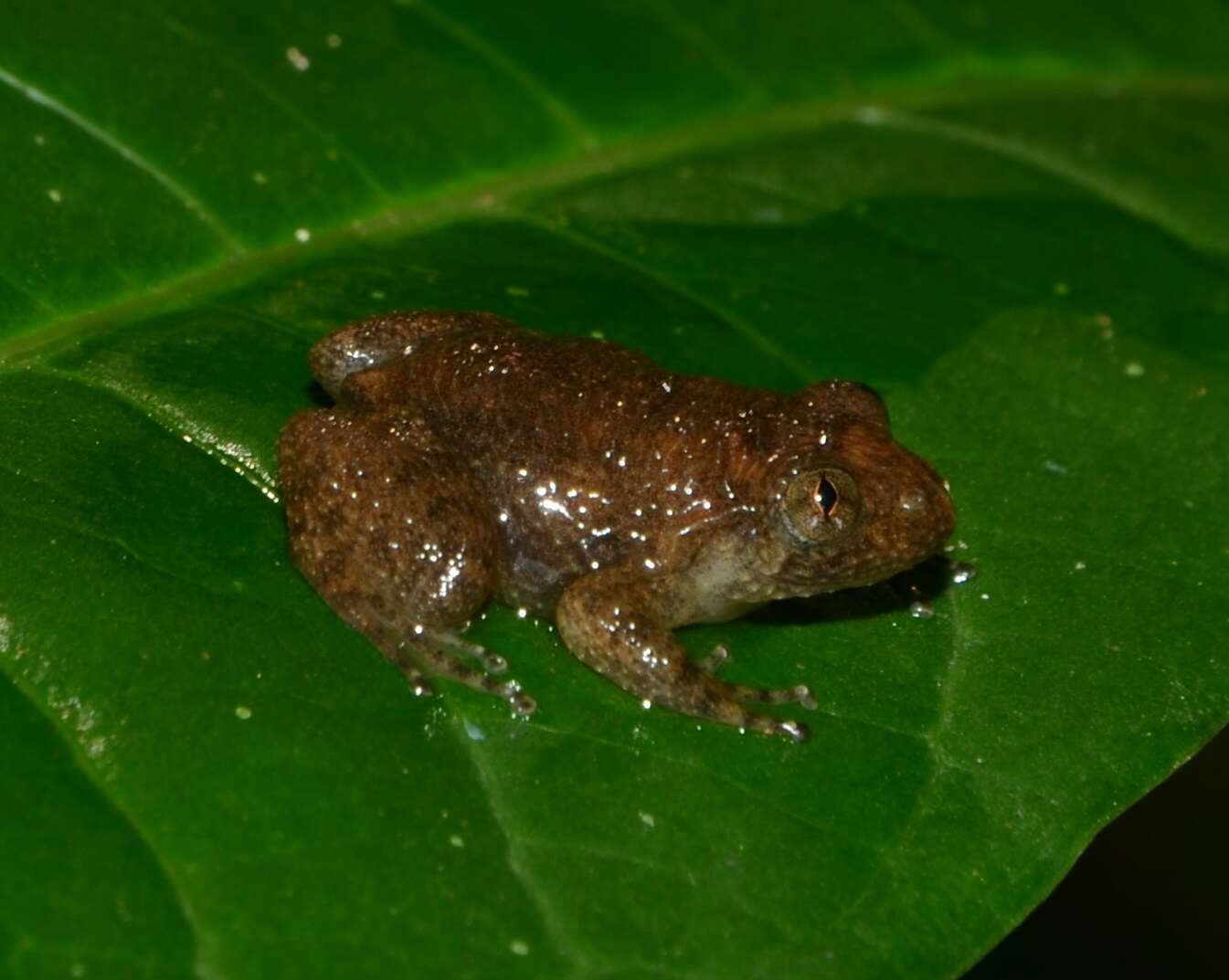 Image of Bombay night frog