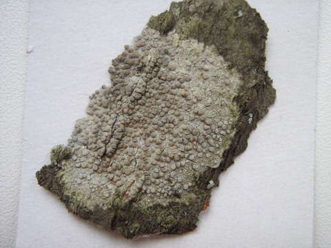 Image of rim lichen