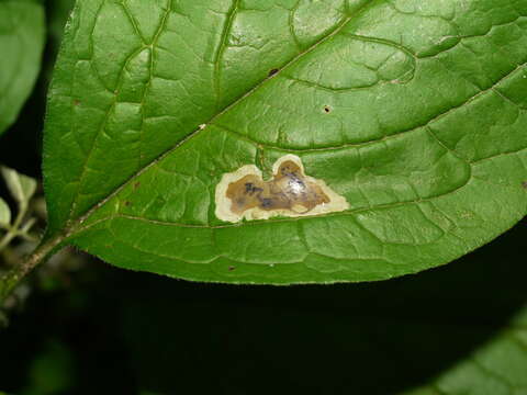 Image de Calycomyza cynoglossi Frick 1956