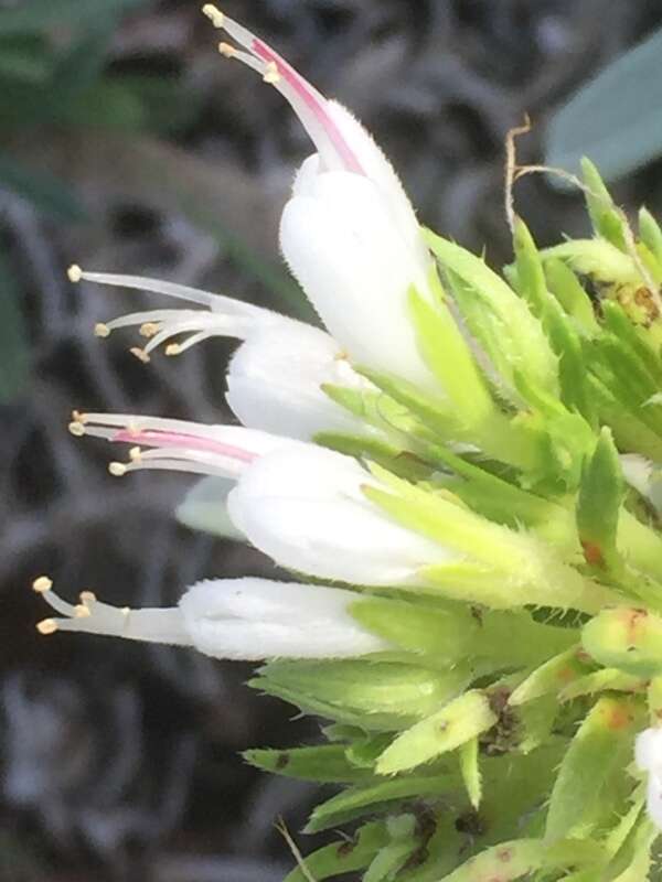 Plancia ëd Echium brevirame Sprague & Hutchinson