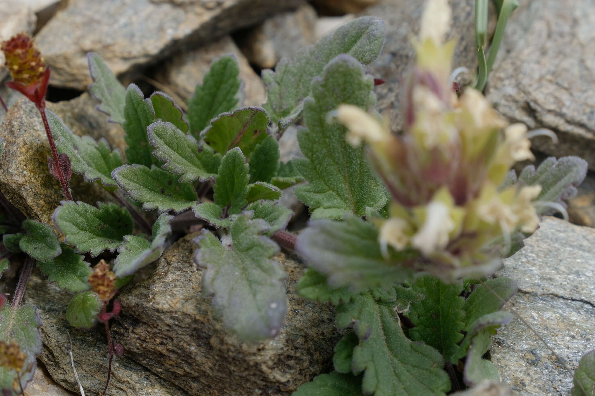 Image of Dracocephalum heterophyllum Benth.