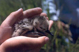 Image of Marbled Godwit