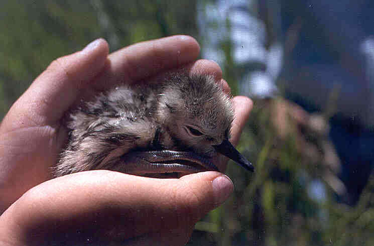 Image of Marbled Godwit