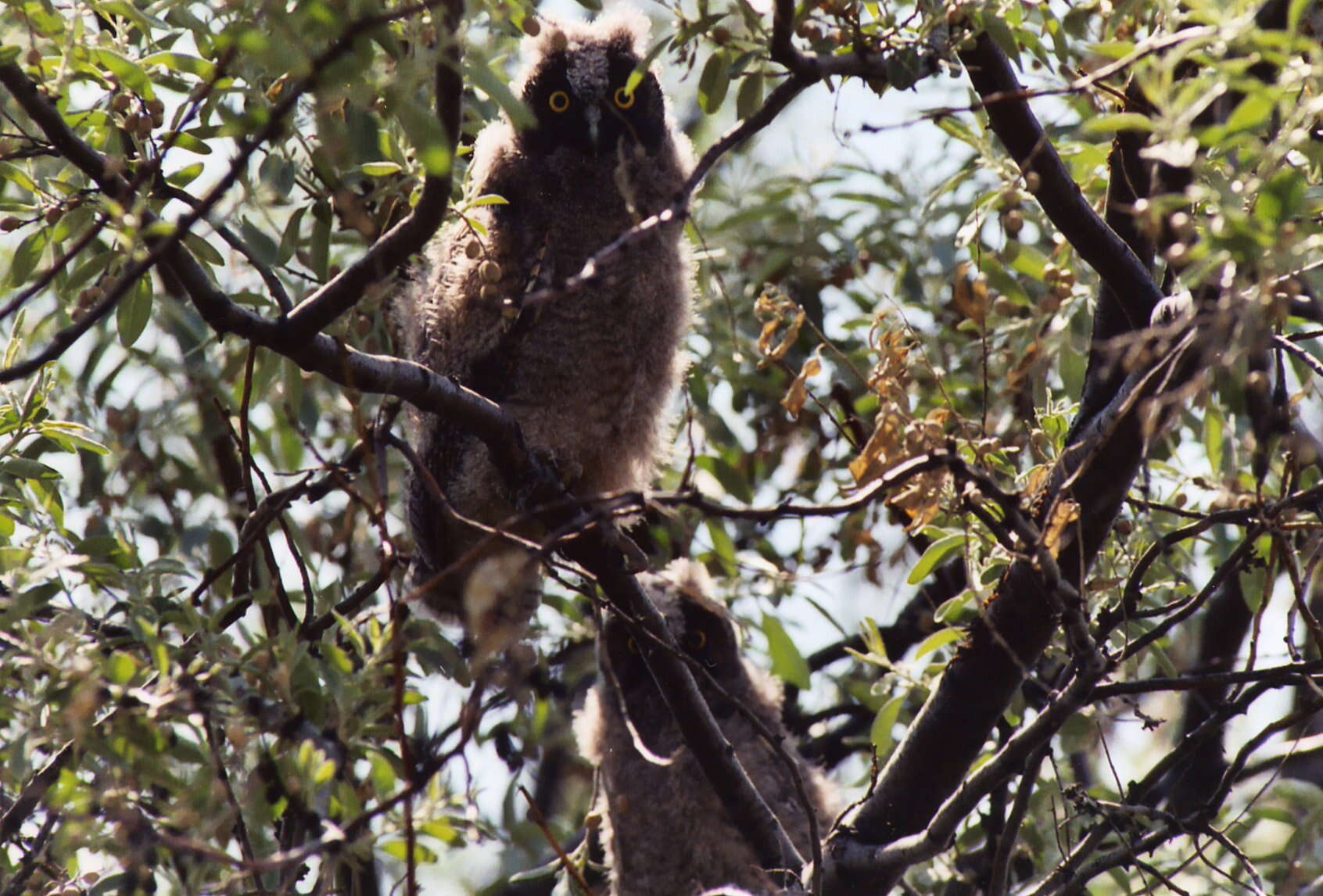 Image of Long-eared Owl