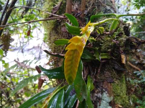 Image of Bulbophyllum occultum Thouars