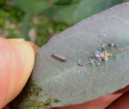 Image of Blue gum psyllid