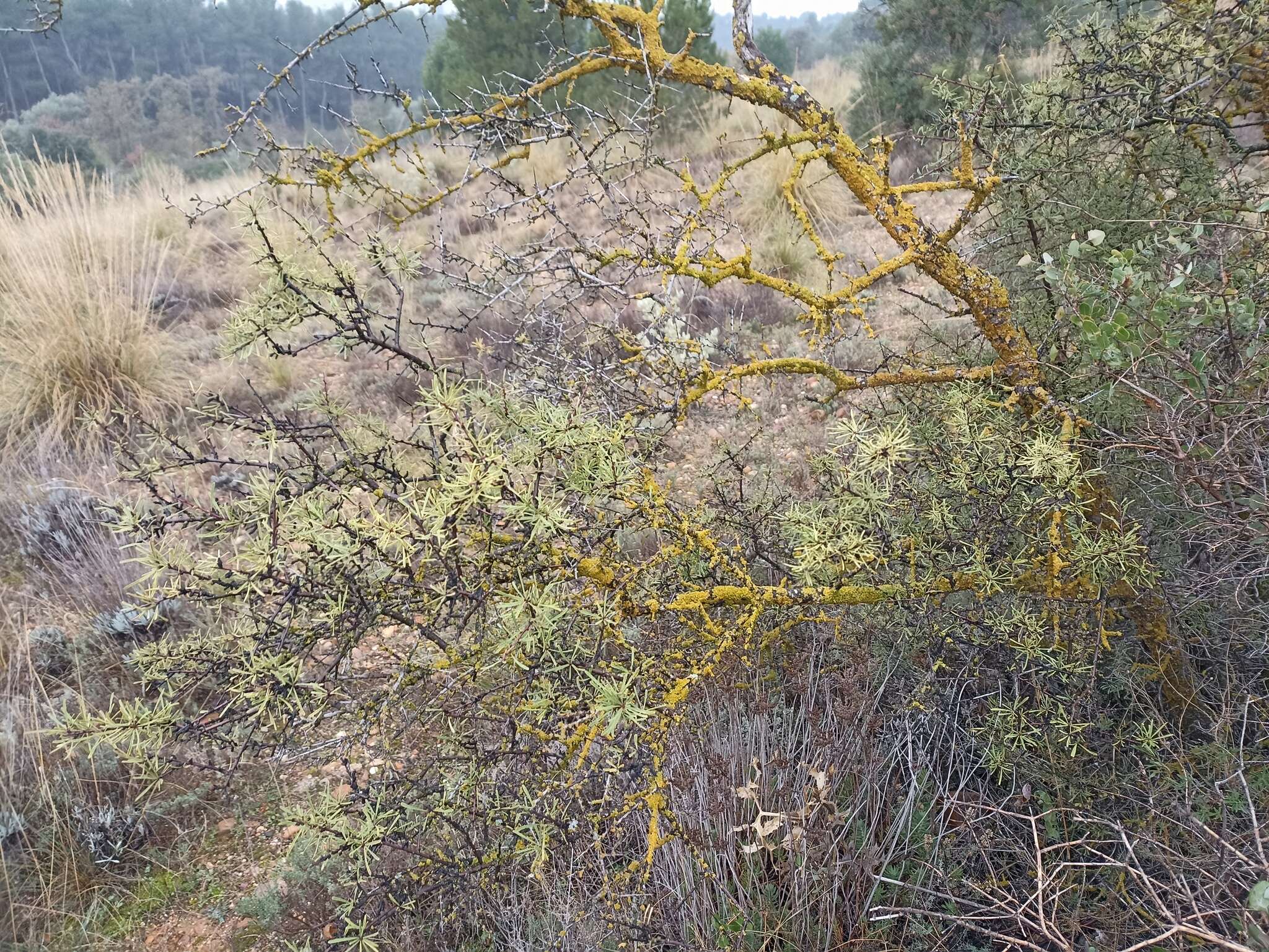 Image of Rhamnus lycioides subsp. lycioides