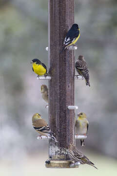 Image of Lesser Goldfinch