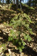 Image de Abies durangensis var. durangensis