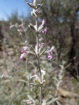 Imagem de Stachys rugosa Aiton