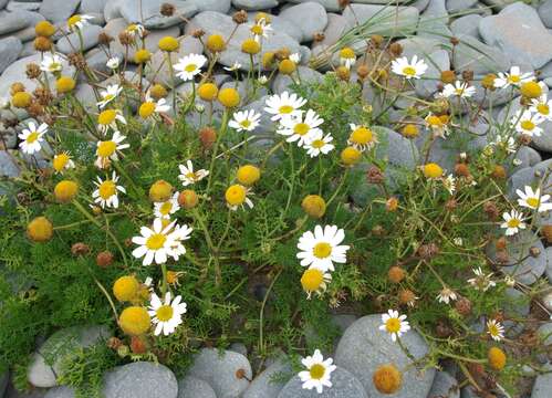 صورة Tripleurospermum maritimum (L.) Koch