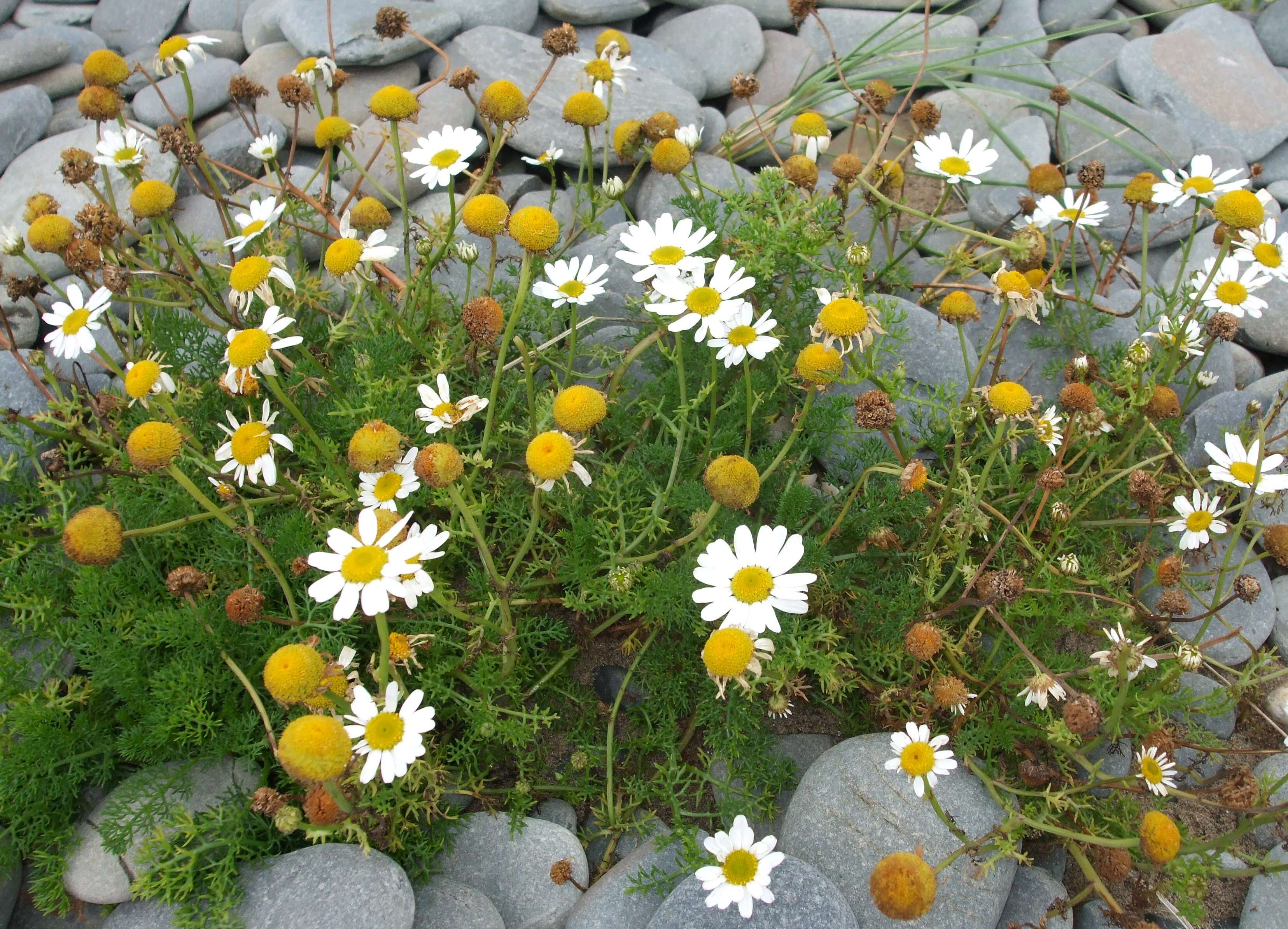 Image of false mayweed