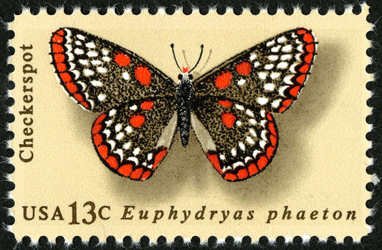 Image of Baltimore Checkerspot