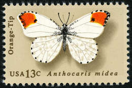 Image of Falcate Orangetip