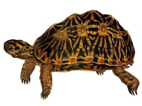 Image of Geometric Tortoise