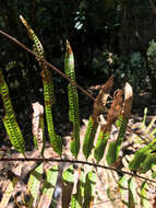 Imagem de Aglaomorpha rigidula (Sw.) Hovenkamp & S. Linds.