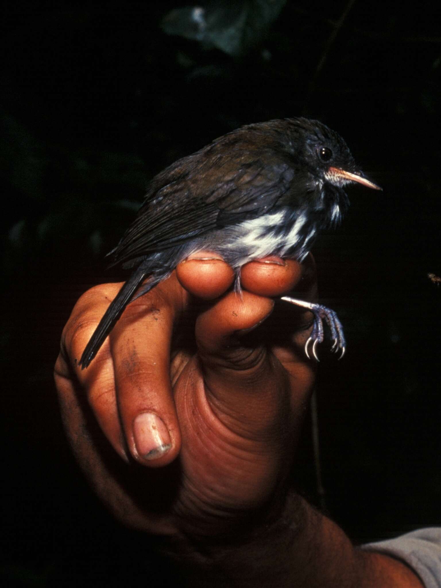 Imagem de Corythopis torquatus Tschudi 1844