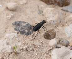 Image of Cicindela (Cicindelidia) cazieri Vogt 1949