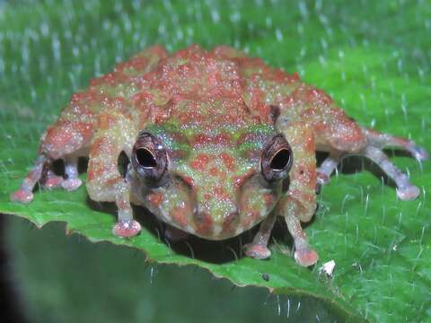 Image of Gunung Mulu Bubble-nest Frog