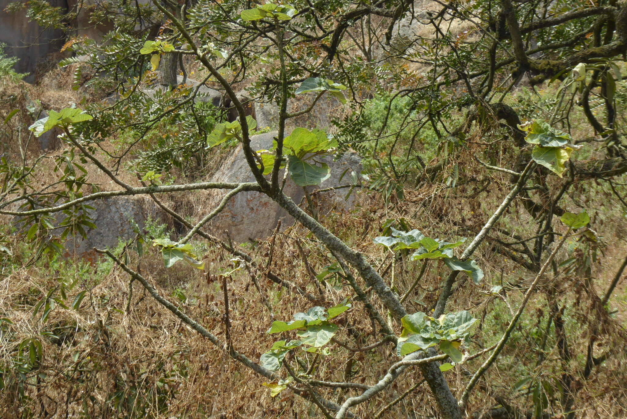 Image of Vasconcellea candicans (A. Gray) A. DC.