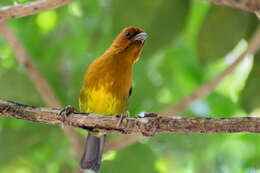 Image of Ochre-breasted Brush Finch
