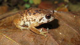 Image of Callulina kisiwamsitu de Sá, Loader & Channing 2004